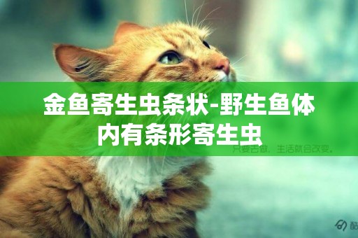 金魚寄生蟲條狀-野生魚體內有條形寄生蟲
