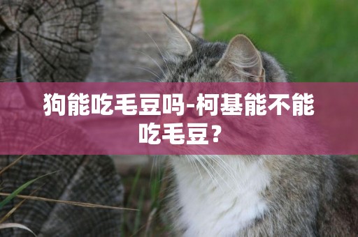 狗能吃毛豆嗎-柯基能不能吃毛豆？