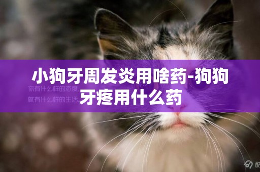 小狗牙周發炎用啥藥-狗狗牙疼用什么藥