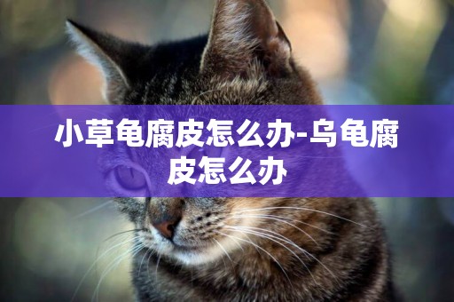 小草龜腐皮怎么辦-烏龜腐皮怎么辦