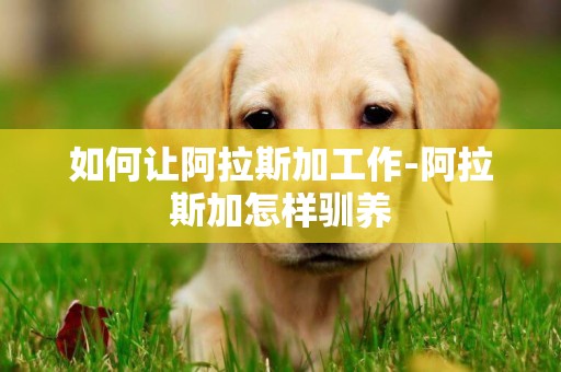 如何讓阿拉斯加工作-阿拉斯加怎樣馴養