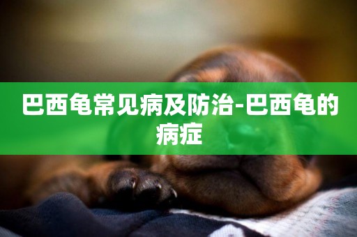 巴西龜常見病及防治-巴西龜的病癥