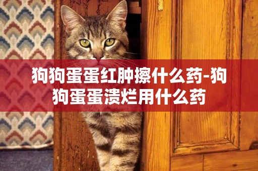 狗狗蛋蛋紅腫擦什么藥-狗狗蛋蛋潰爛用什么藥