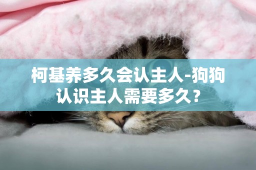 柯基養多久會認主人-狗狗認識主人需要多久？