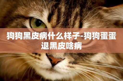 狗狗黑皮病什么樣子-狗狗蛋蛋退黑皮啥病
