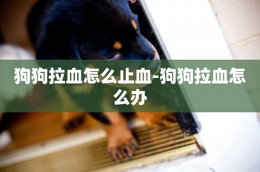 狗狗拉血怎么止血-狗狗拉血怎么辦