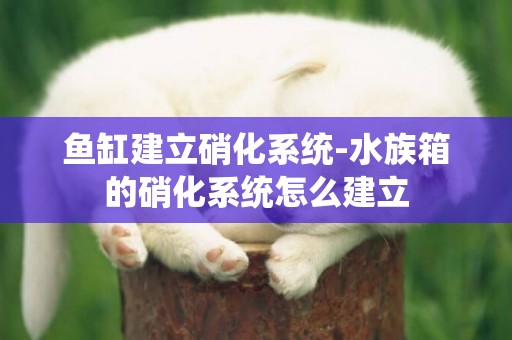 魚缸建立硝化系統-水族箱的硝化系統怎么建立