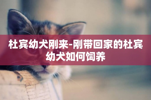 杜賓幼犬剛來-剛帶回家的杜賓幼犬如何飼養
