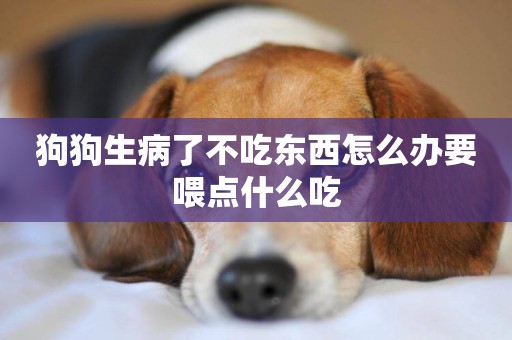 狗狗生病了不吃東西怎么辦要喂點什么吃