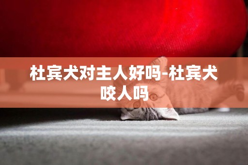杜賓犬對主人好嗎-杜賓犬咬人嗎