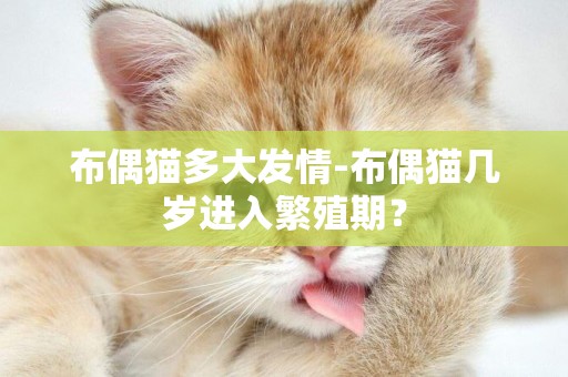 布偶貓多大發情-布偶貓幾歲進入繁殖期？