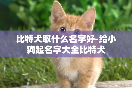 比特犬取什么名字好-給小狗起名字大全比特犬