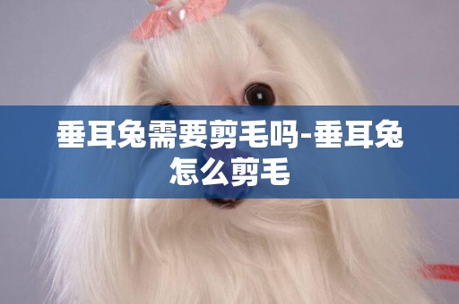 垂耳兔需要剪毛嗎-垂耳兔怎么剪毛