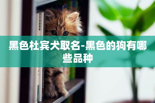 黑色杜賓犬取名-黑色的狗有哪些品種