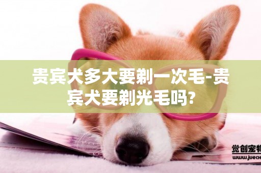 貴賓犬多大要剃一次毛-貴賓犬要剃光毛嗎?