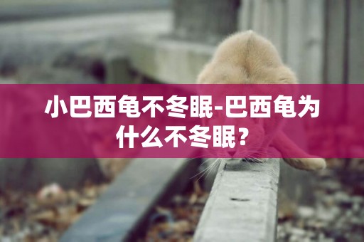 小巴西龜不冬眠-巴西龜為什么不冬眠？