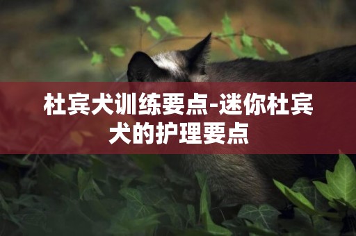 杜賓犬訓練要點-迷你杜賓犬的護理要點