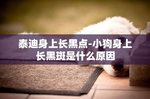 泰迪身上長黑點-小狗身上長黑斑是什么原因