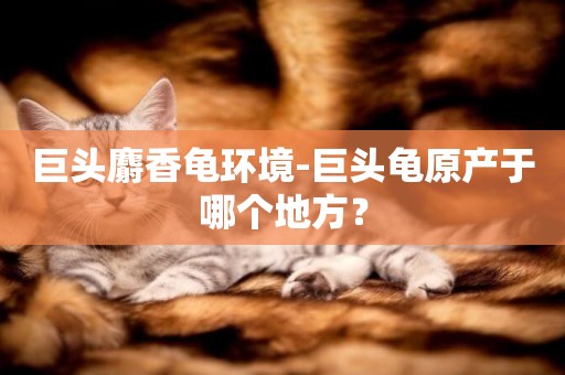 巨頭麝香龜環境-巨頭龜原產于哪個地方？