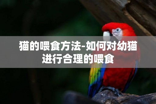 貓的喂食方法-如何對幼貓進行合理的喂食