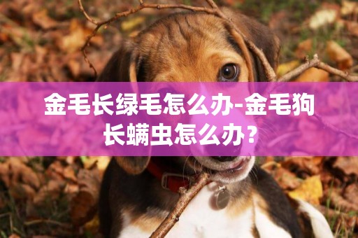 金毛長綠毛怎么辦-金毛狗長螨蟲怎么辦？