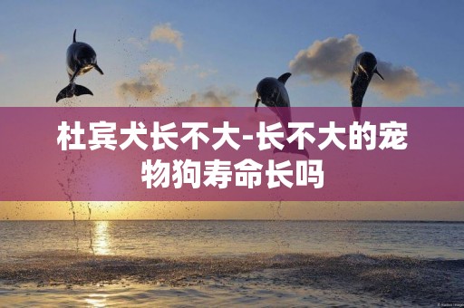 杜賓犬長不大-長不大的寵物狗壽命長嗎