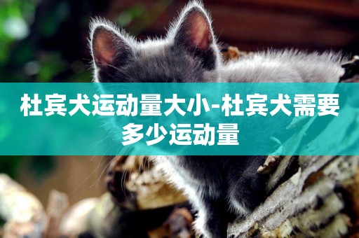 杜賓犬運動量大小-杜賓犬需要多少運動量