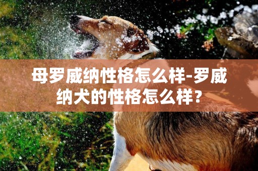 母羅威納性格怎么樣-羅威納犬的性格怎么樣？