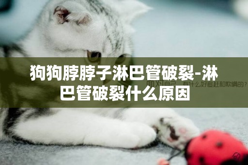 狗狗脖脖子淋巴管破裂-淋巴管破裂什么原因