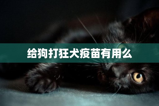 給狗打狂犬疫苗有用么