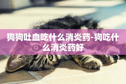 狗狗吐血吃什么消炎藥-狗吃什么消炎藥好