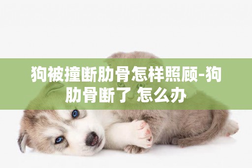 狗被撞斷肋骨怎樣照顧-狗肋骨斷了 怎么辦