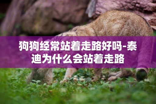 狗狗經常站著走路好嗎-泰迪為什么會站著走路