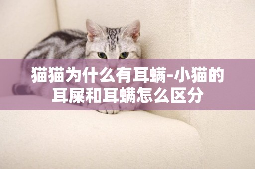 貓貓為什么有耳螨-小貓的耳屎和耳螨怎么區分
