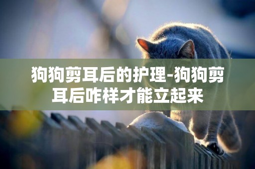 狗狗剪耳后的護理-狗狗剪耳后咋樣才能立起來