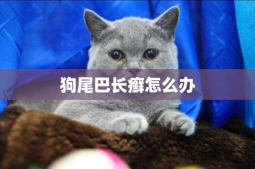 狗尾巴長癬怎么辦