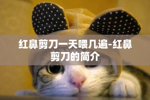 紅鼻剪刀一天喂幾遍-紅鼻剪刀的簡介
