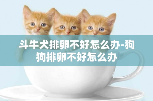 斗牛犬排卵不好怎么辦-狗狗排卵不好怎么辦
