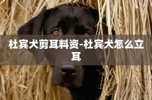 杜賓犬剪耳料資-杜賓犬怎么立耳