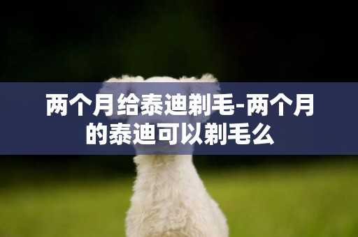 兩個月給泰迪剃毛-兩個月的泰迪可以剃毛么
