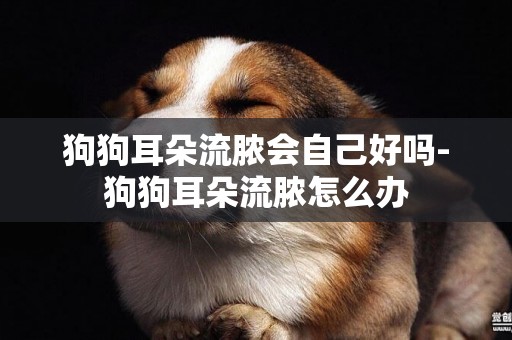 狗狗耳朵流膿會自己好嗎-狗狗耳朵流膿怎么辦