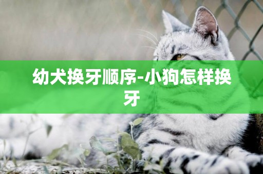 幼犬換牙順序-小狗怎樣換牙