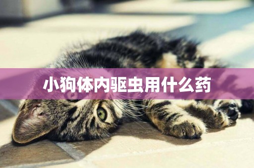 小狗體內驅蟲用什么藥