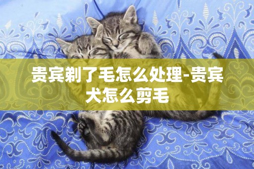 貴賓剃了毛怎么處理-貴賓犬怎么剪毛