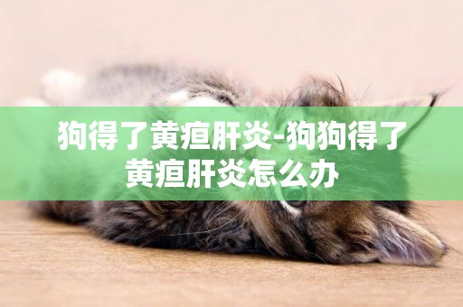 狗得了黃疸肝炎-狗狗得了黃疸肝炎怎么辦