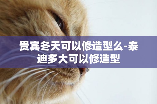 貴賓冬天可以修造型么-泰迪多大可以修造型