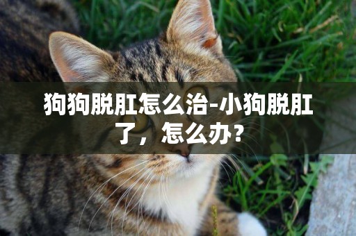 狗狗脫肛怎么治-小狗脫肛了，怎么辦？