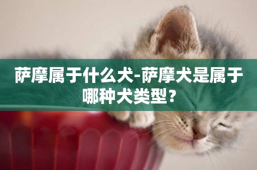 薩摩屬于什么犬-薩摩犬是屬于哪種犬類型？