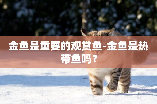 金魚是重要的觀賞魚-金魚是熱帶魚嗎？