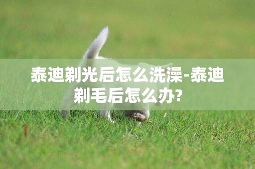 泰迪剃光后怎么洗澡-泰迪剃毛后怎么辦?